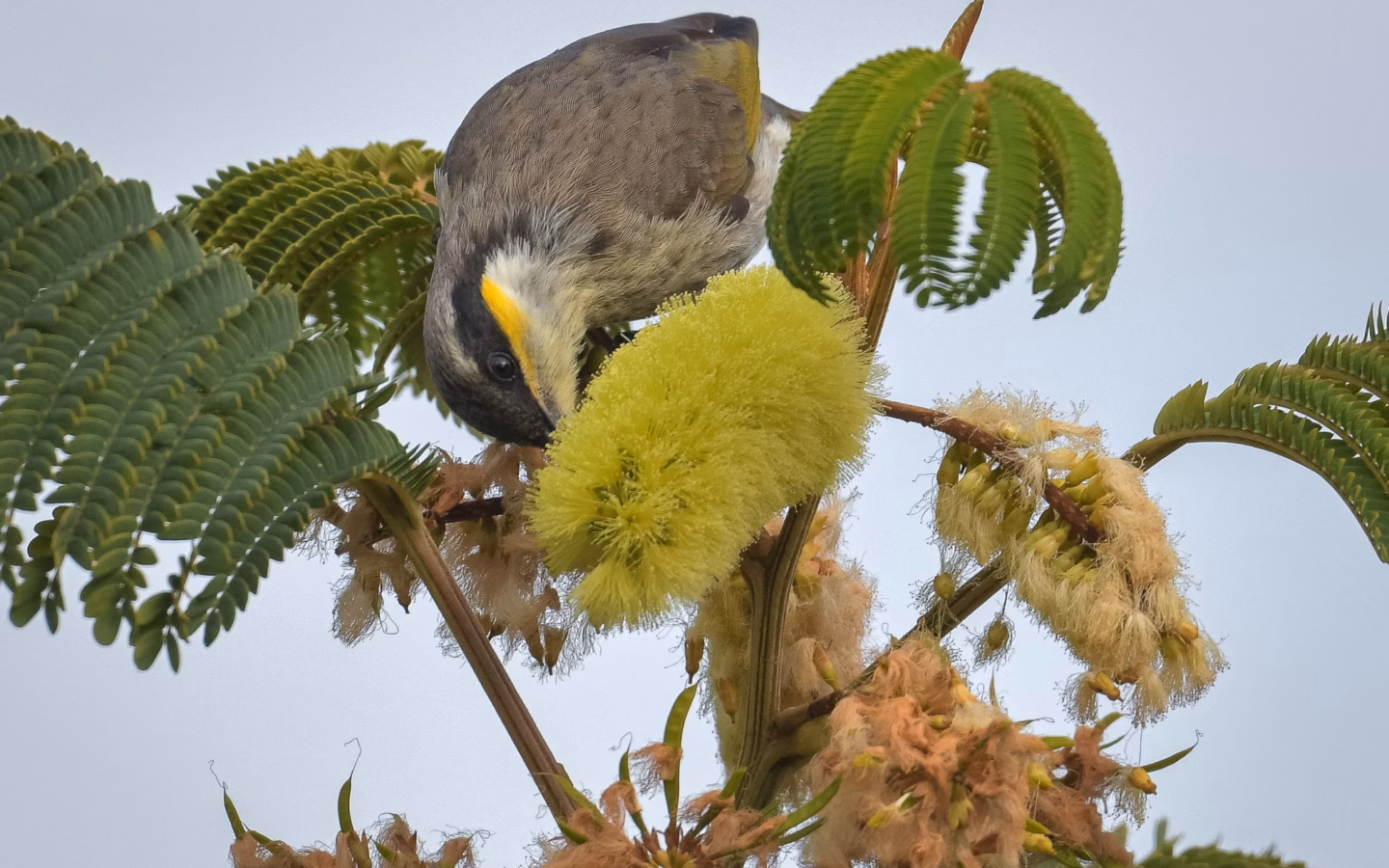 Singing Honeyeater in Australia showing key identification features