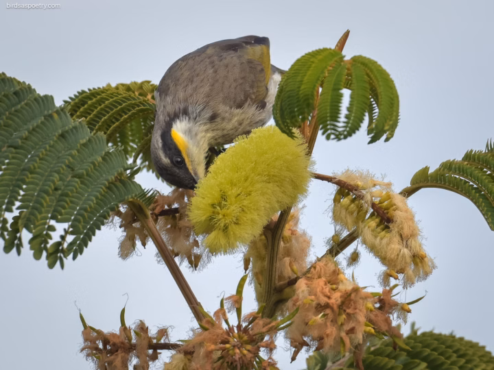 Singing Honeyeater in Australia showing key identification features