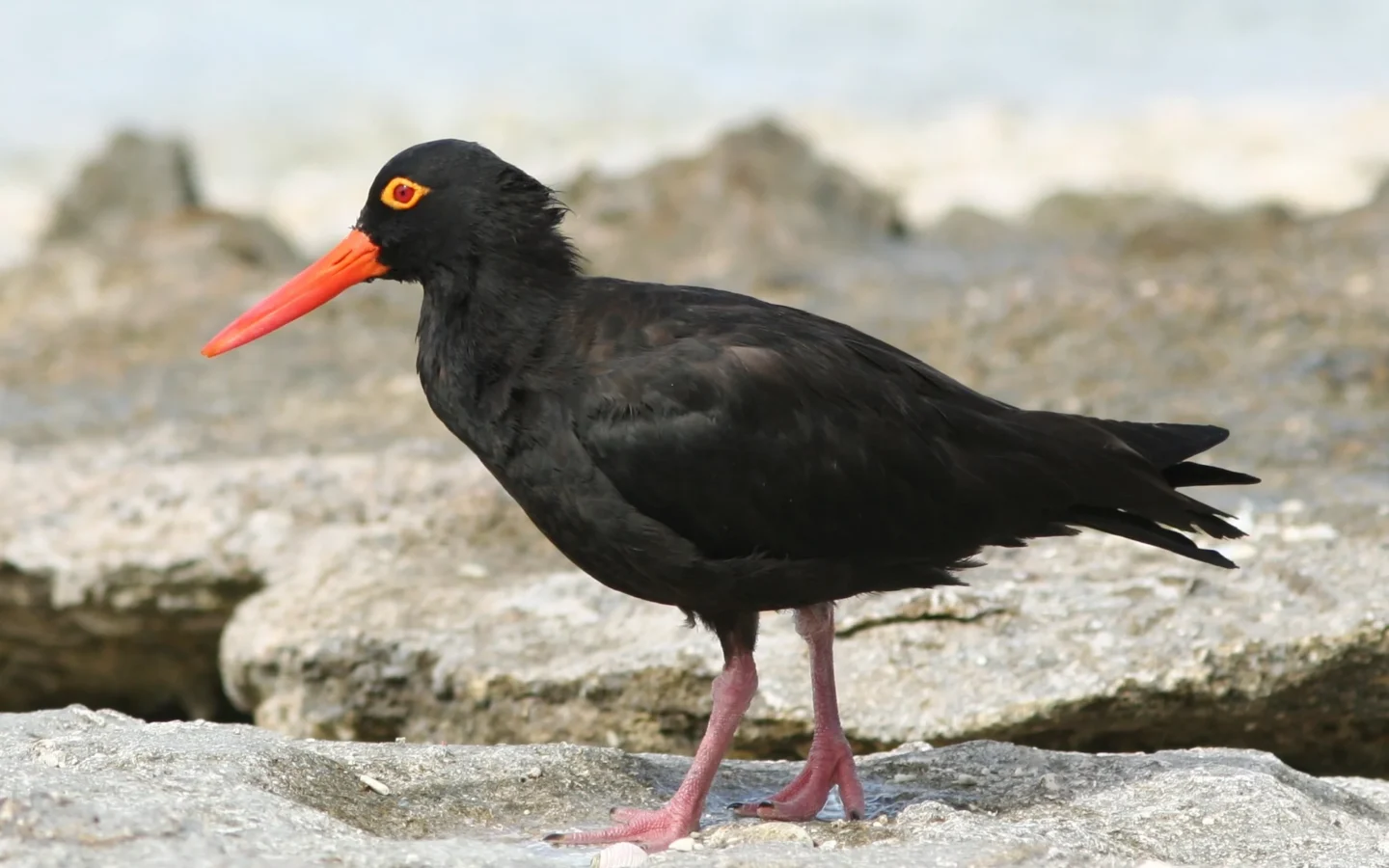 Sooty Oystercatcher showing key identification features