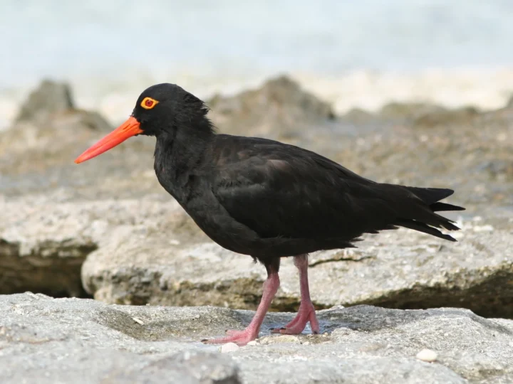 Sooty Oystercatcher showing key identification features