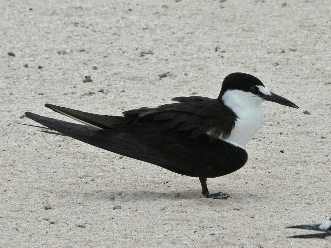 Sooty Tern showing key identification features
