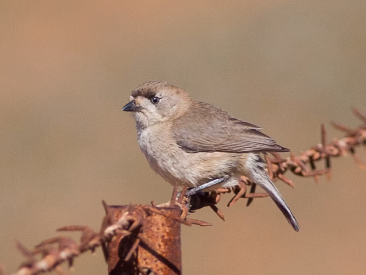 Southern Whiteface perched in dry Australian habitat, showing its pale face and grey-brown plumage