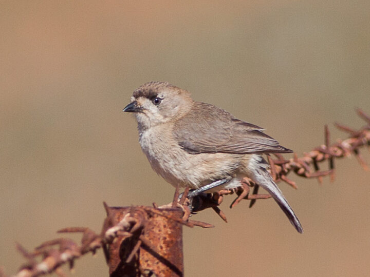 Southern Whiteface perched in dry Australian habitat, showing its pale face and grey-brown plumage
