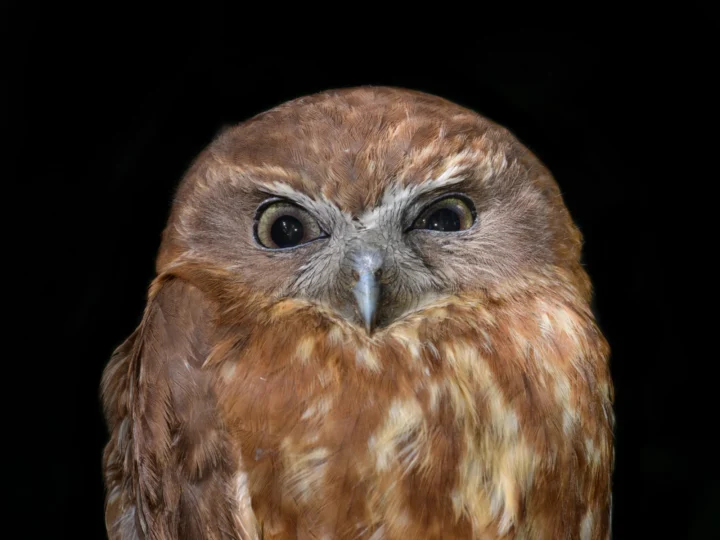 Southern Boobook in Australia showing key identifying features