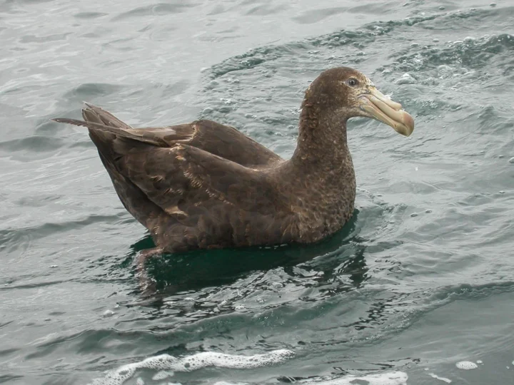 Southern Giant Petrel showing key identification features