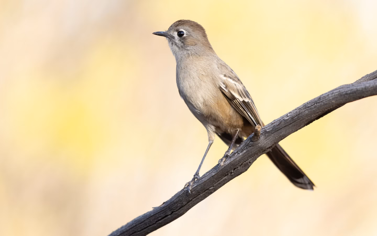 Southern Scrub-robin in Australia showing key identification features: long-legged ground bird with grey-brown plumage, a pale eyebrow and patterned face and tail; it spends much of its time running or scratching through litter.