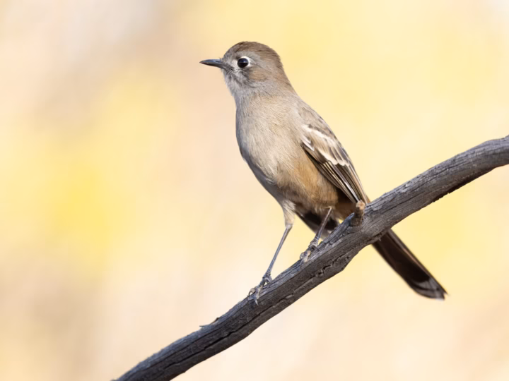Southern Scrub-robin in Australia showing key identification features: long-legged ground bird with grey-brown plumage, a pale eyebrow and patterned face and tail; it spends much of its time running or scratching through litter.