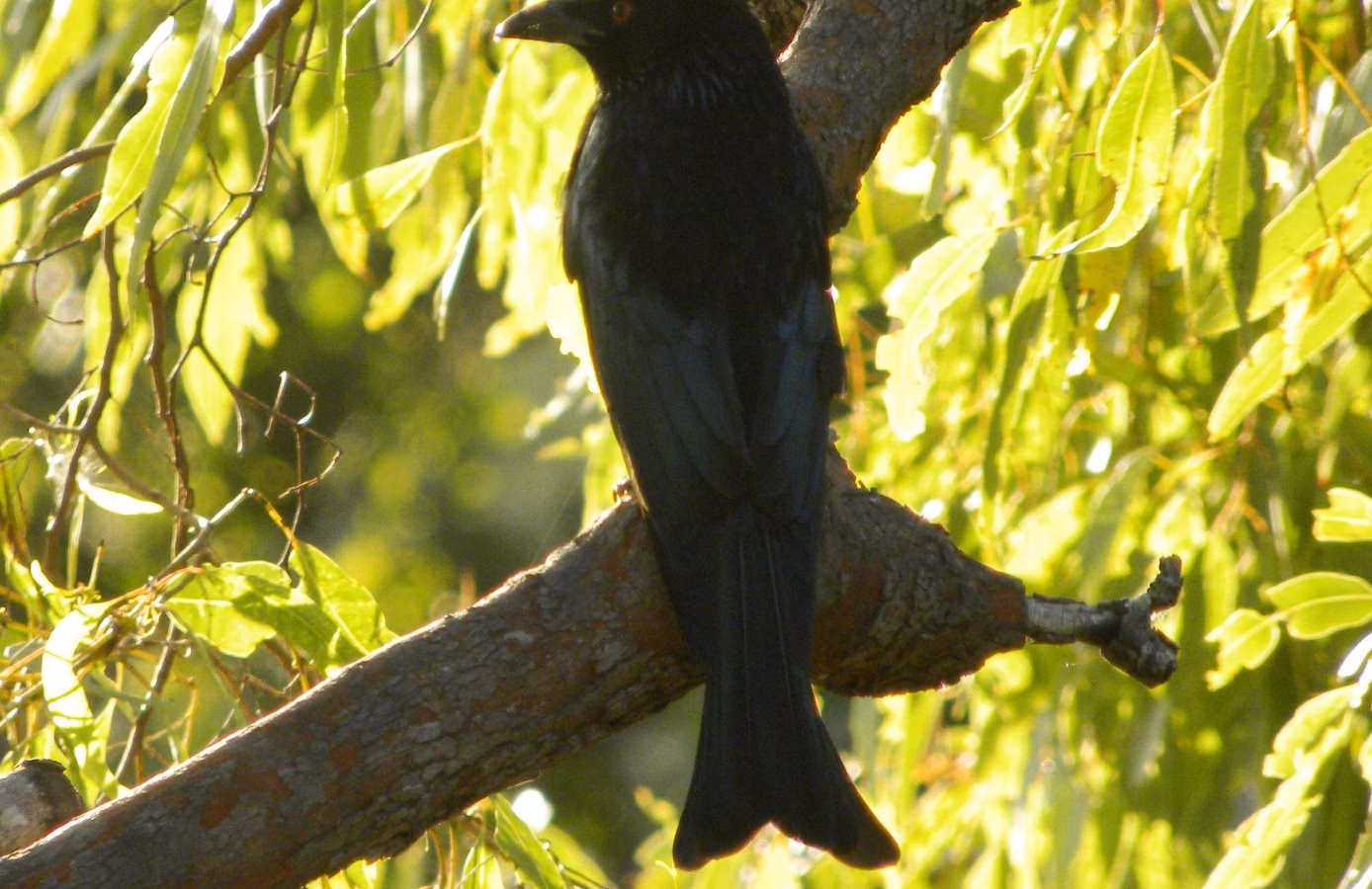Spangled Drongo showing glossy black plumage with blue-green iridescent spangles, a red eye and deeply forked fish-tail