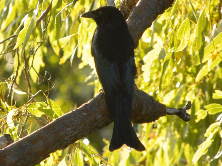 Spangled Drongo showing glossy black plumage with blue-green iridescent spangles, a red eye and deeply forked fish-tail