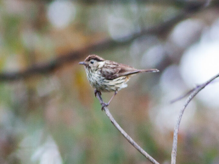 Speckled Warbler in Australia showing key identification features