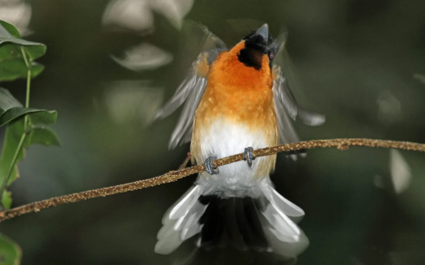 Spectacled Monarch in Australia showing key identifying features