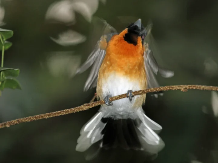 Spectacled Monarch in Australia showing key identifying features
