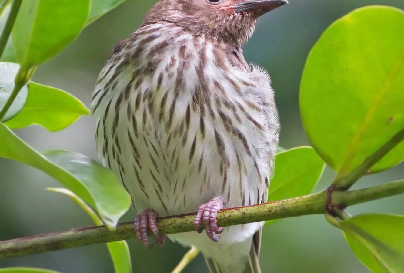 Australasian Figbird in Australia showing key identifying features