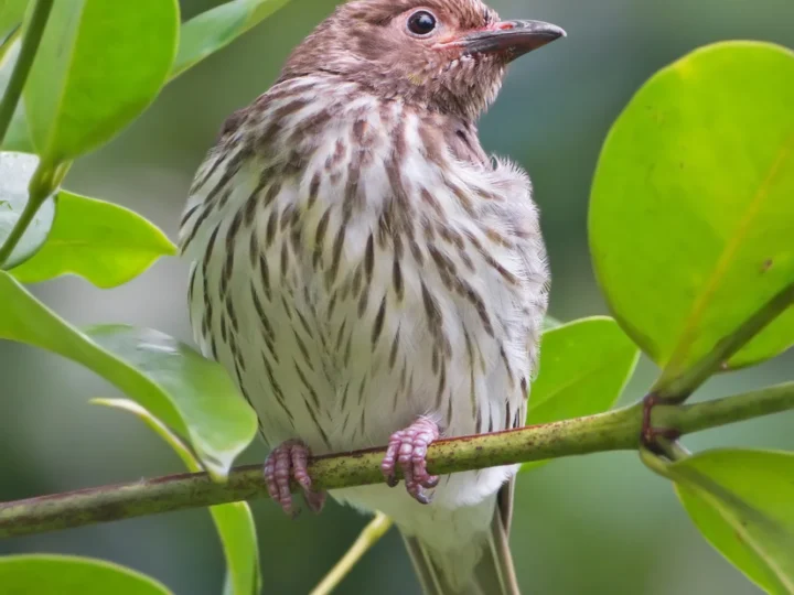 Australasian Figbird in Australia showing key identifying features