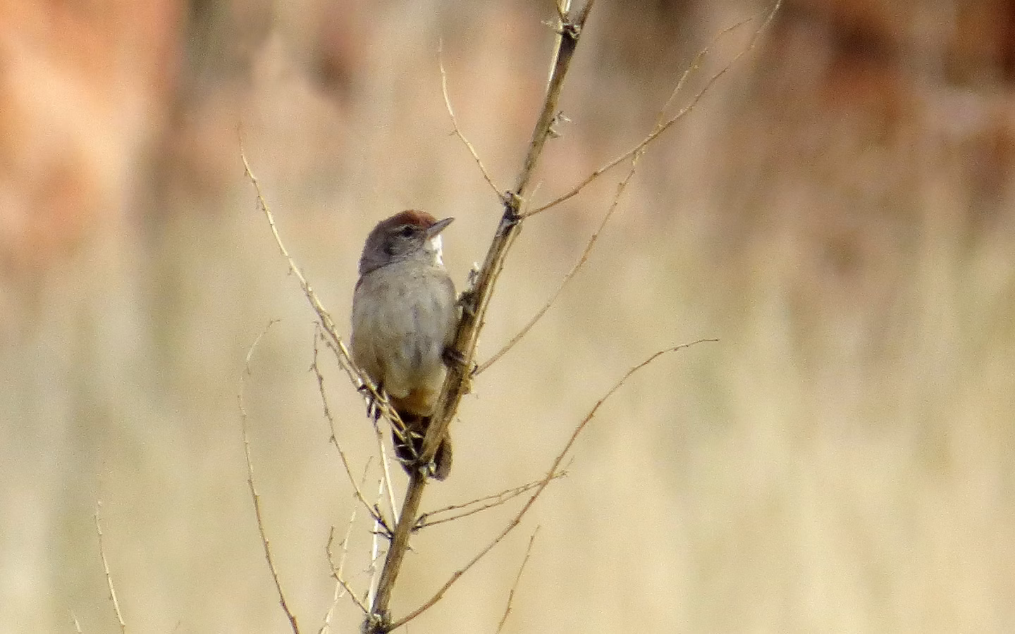 Spinifexbird showing key identification features
