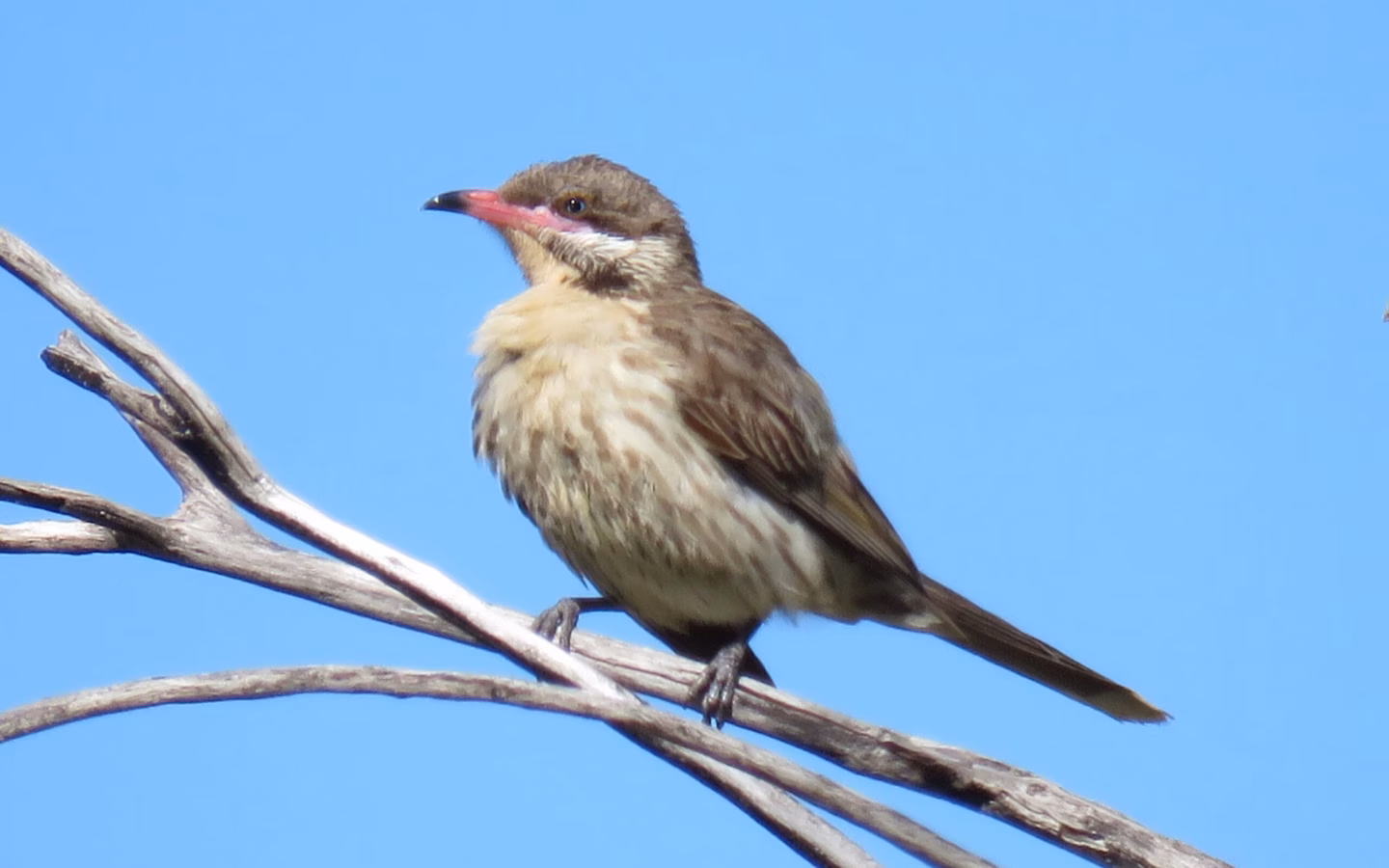 Spiny-cheeked Honeyeater in Australia showing key identification features: large pinkish-grey and brown honeyeater with distinctive spiny cheek feathers, pink at the bill base and a pale-tipped tail.