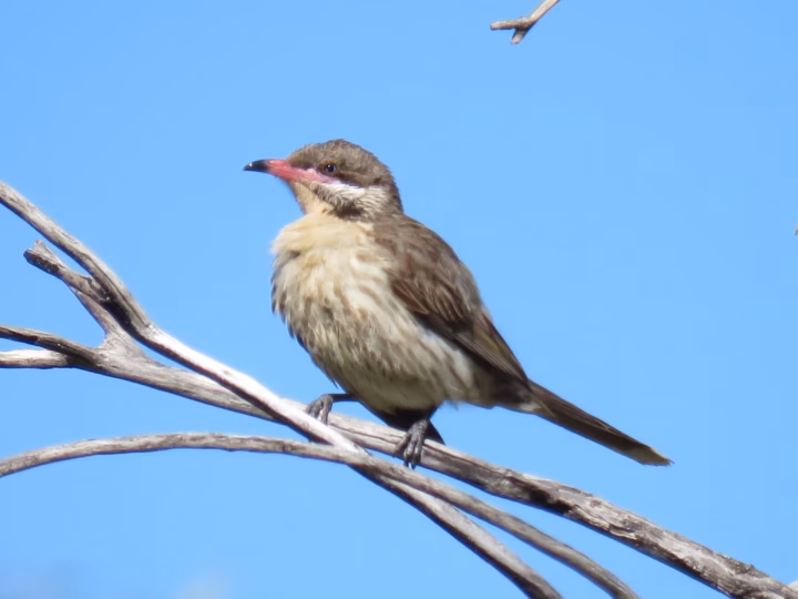 Spiny-cheeked Honeyeater in Australia showing key identification features: large pinkish-grey and brown honeyeater with distinctive spiny cheek feathers, pink at the bill base and a pale-tipped tail.