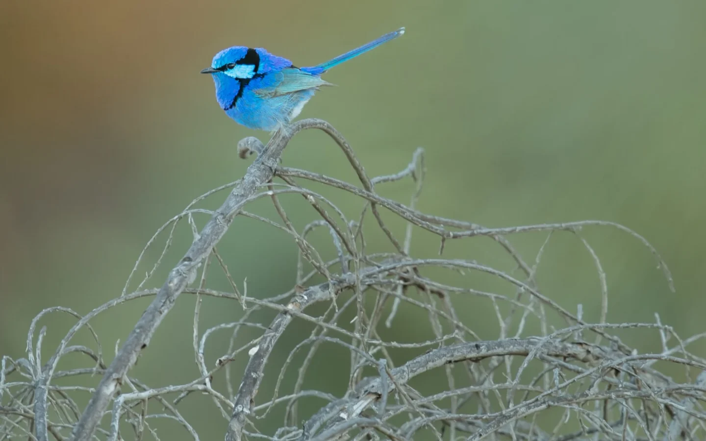 Splendid Fairywren in Australia showing key identifying features