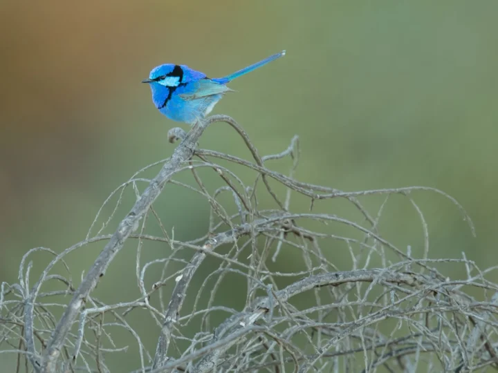 Splendid Fairywren in Australia showing key identifying features