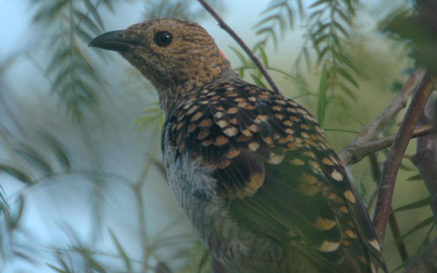 Spotted Bowerbird in Australia showing key identification features