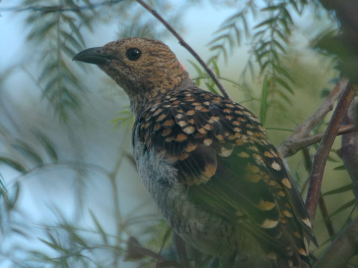 Spotted Bowerbird in Australia showing key identification features