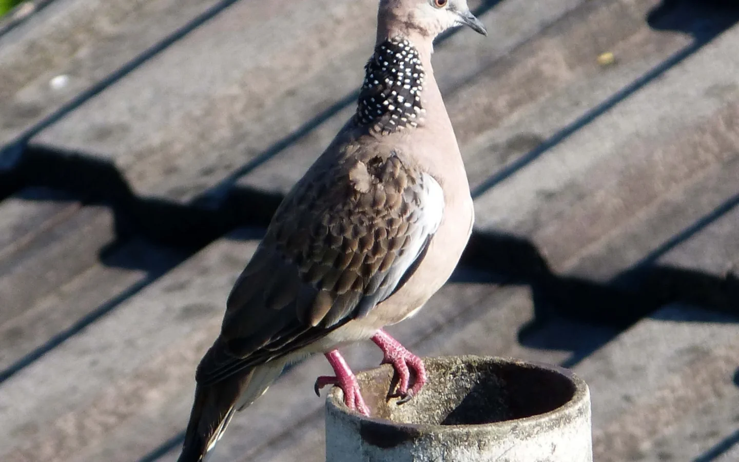 Spotted Dove with pinkish-brown body and black neck patch covered in white spots