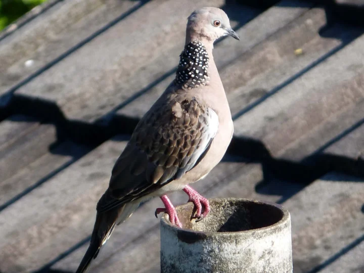 Spotted Dove with pinkish-brown body and black neck patch covered in white spots