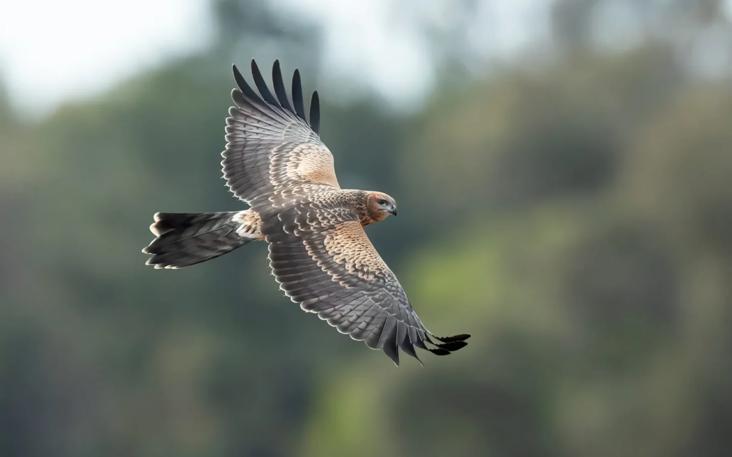 Spotted Harrier showing key identification features