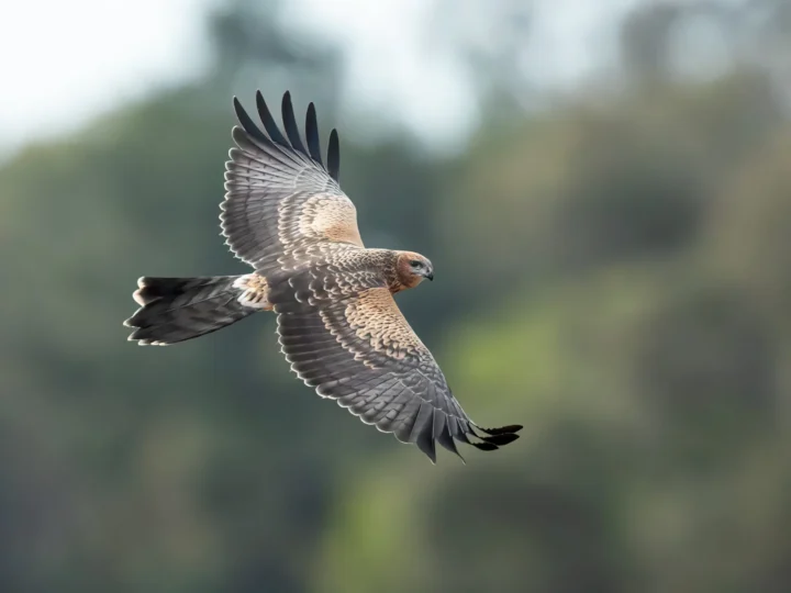 Spotted Harrier showing key identification features