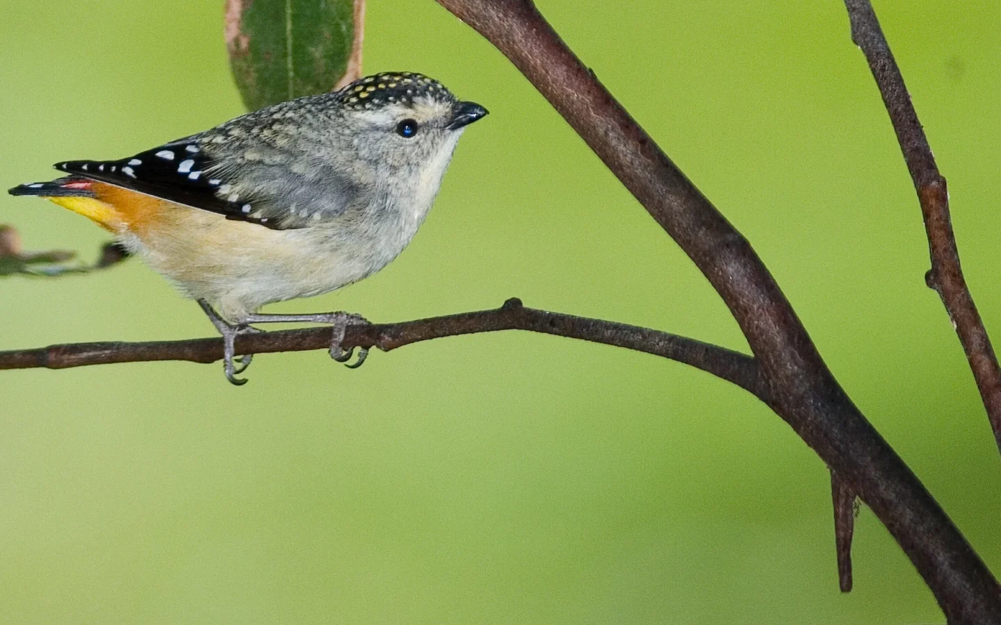 Spotted Pardalote in Australia showing key identifying features
