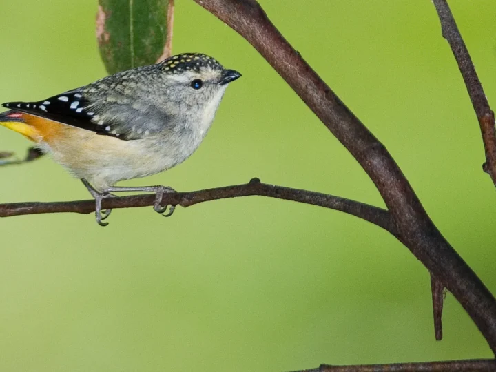 Spotted Pardalote in Australia showing key identifying features