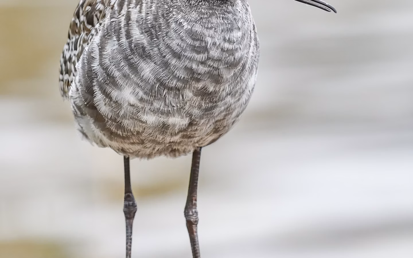 Spotted Redshank showing long red legs, slender bill and in breeding plumage nearly black body