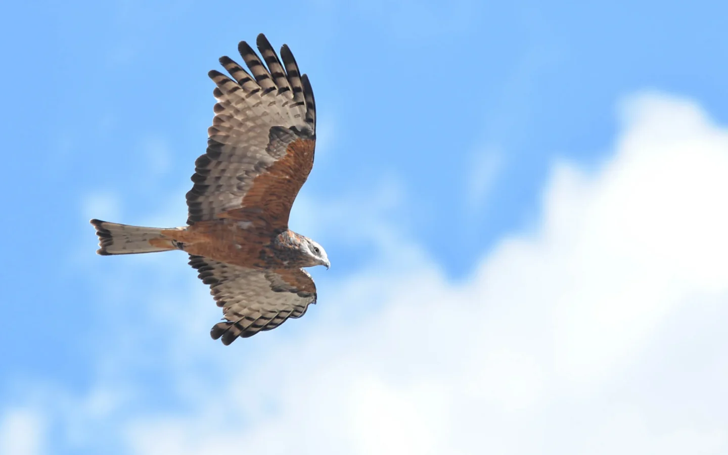 Square-tailed Kite showing key identification features