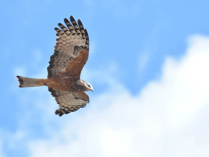 Square-tailed Kite showing key identification features