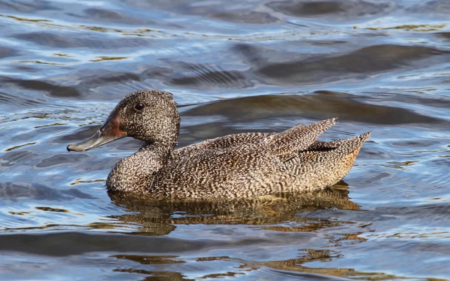 Freckled Duck showing key identification features