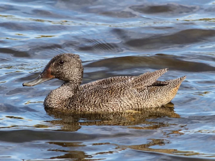 Freckled Duck showing key identification features