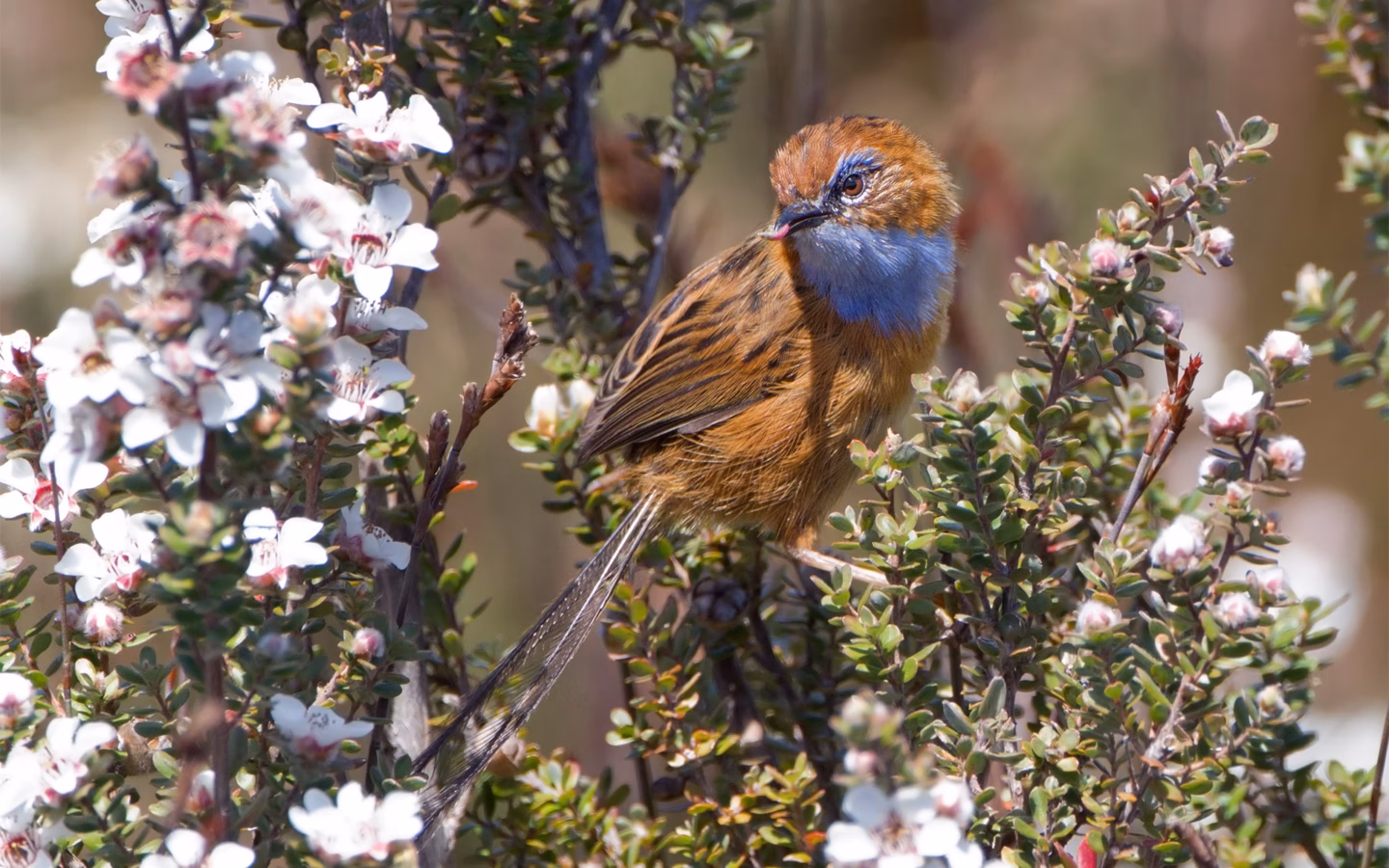 Southern Emu-wren showing tiny body, very long wispy emu-like tail and blue throat in adult males