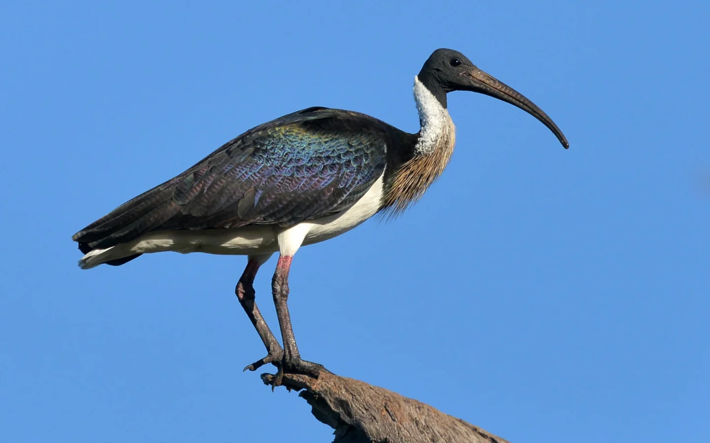 Straw-necked Ibis with glossy dark wings, white body and long down-curved bill