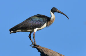 Straw-necked Ibis with glossy dark wings, white body and long down-curved bill