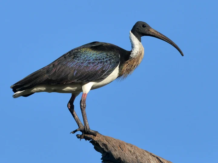 Straw-necked Ibis with glossy dark wings, white body and long down-curved bill