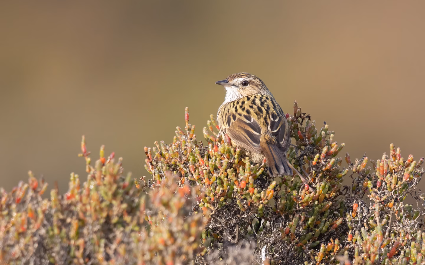 Striated Fieldwren showing key identification features