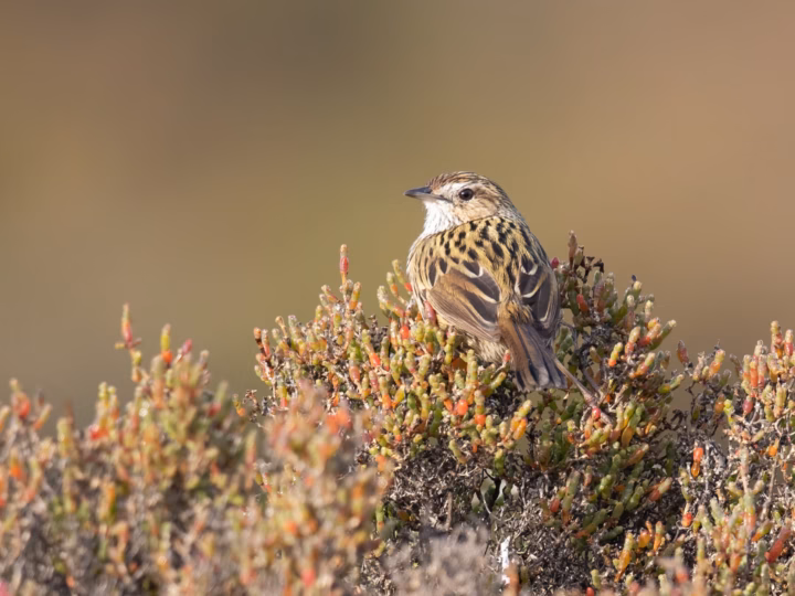 Striated Fieldwren showing key identification features