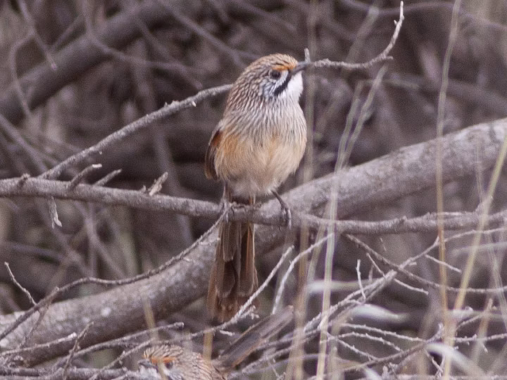 Striated Grasswren showing bold pale facial stripe, dark moustachial line and heavily streaked body
