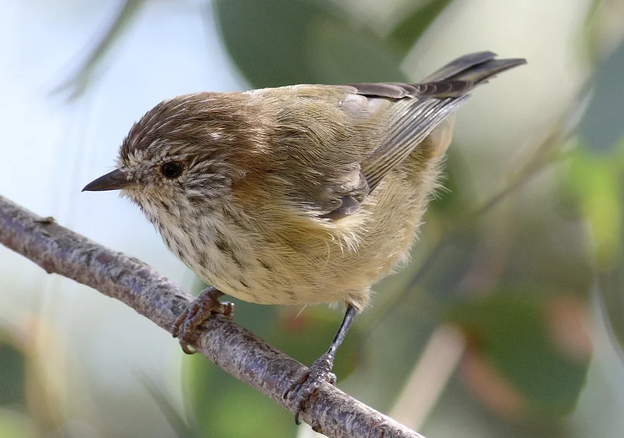 Striated Thornbill in Australia