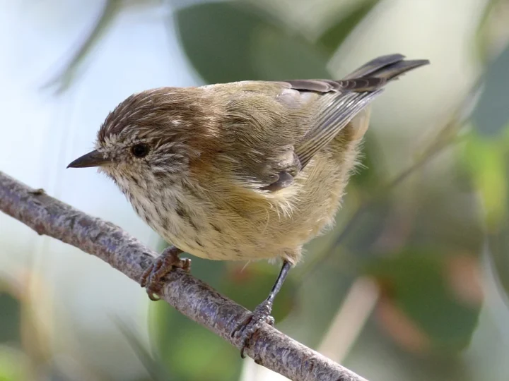 Striated Thornbill in Australia