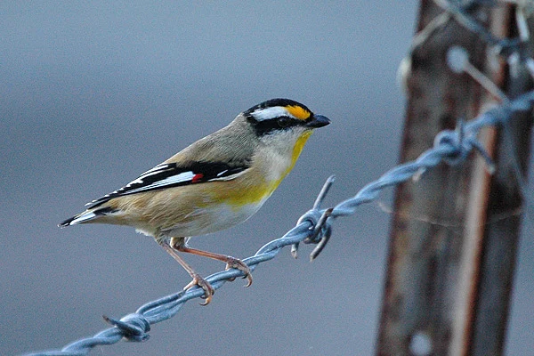 Striated Pardalote in Australia showing key identifying features