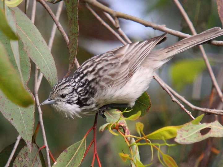 Striped Honeyeater in Australia showing key identification features: brown-grey honeyeater with strong pale streaking, a contrasting white forehead and face pattern and a fairly long bill.
