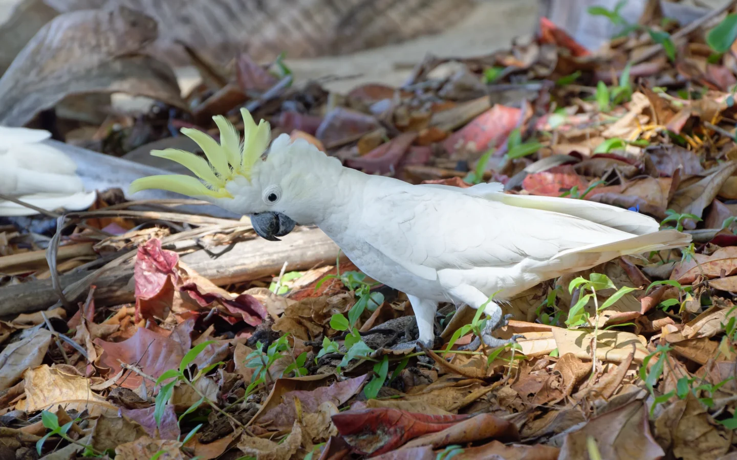 Sulphur-crested Cockatoo with white plumage and raised yellow crest