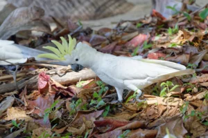 Sulphur-crested Cockatoo with white plumage and raised yellow crest