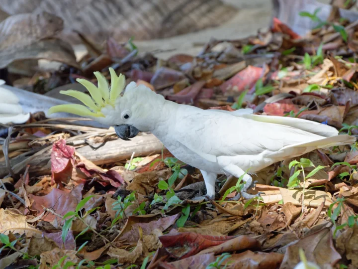 Sulphur-crested Cockatoo with white plumage and raised yellow crest